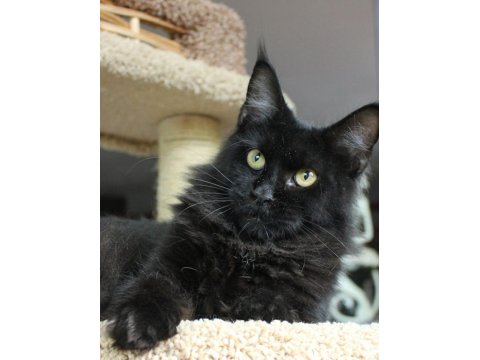 Dişi Ve Erkek Maine Coon İyi Kalite