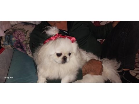 Gerçek İmperial Pekinezler