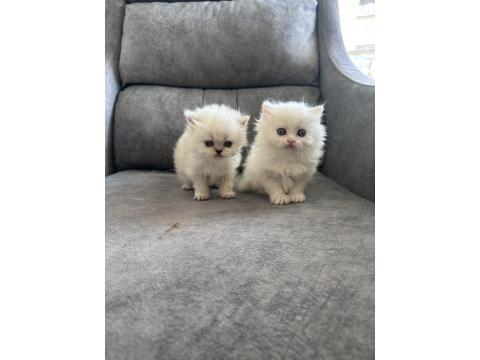 Pofuduk British Yavrular