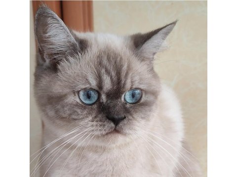 Safkan Üretim British Shorthair