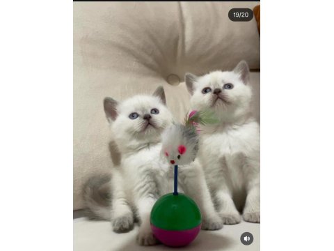 64 Günlük Blue Point Bebek British Shorthair