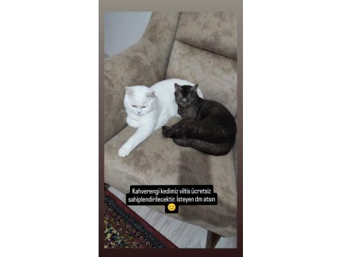 3 Yaş Kısır British Shorthair Dişi