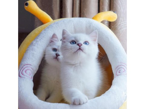 British Shorthair Cinsi Yavruları