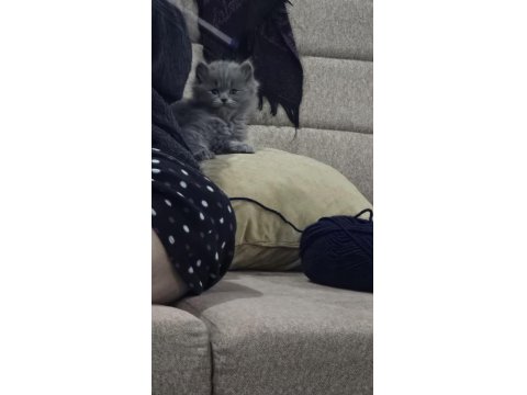 Pofuduk British Longhair Yavrular