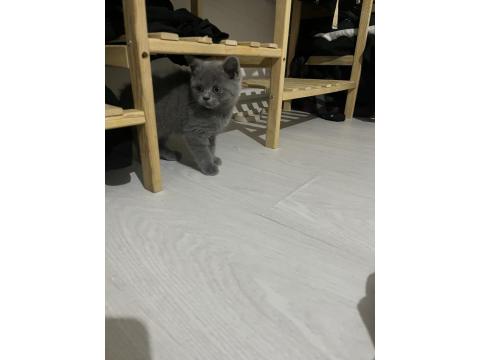 2 Aylık Safkan British Shorthair