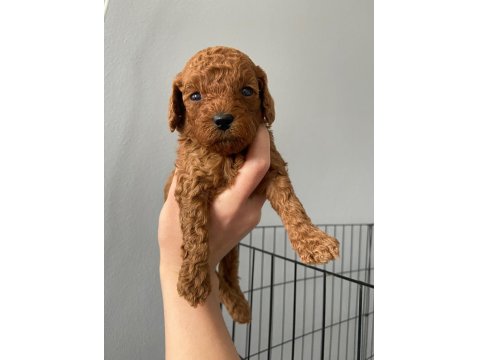 Toy Poodle 9 Mart Doğumlu