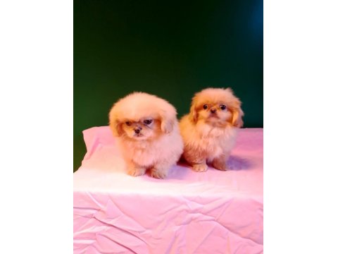 Sıfır Burun İmperyal Pekinez Bebekler