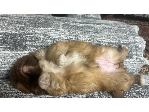 42 Günlük Pekinez Yavrusu