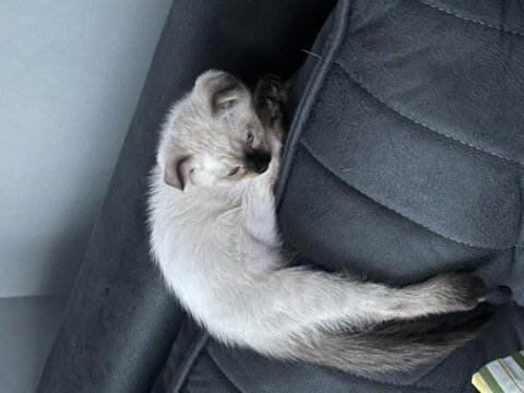 Scottish Siyam Kırması Kedimiz