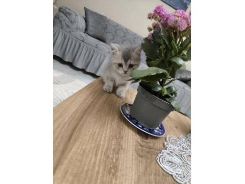 Silver British Longhair