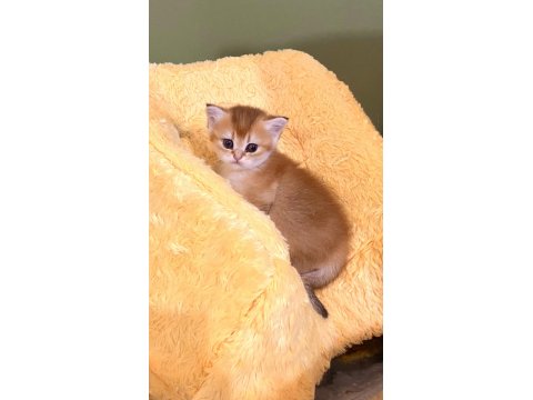 Golden Ny11 Safkan Orjinal Yeşil Gözlü Sarışın British Shorthair Kız