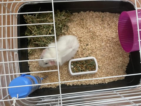 Guinea Pig.2-3 Aylık