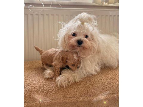 Ev Doğumlu Teacup Boy Maltipoo Yavrular