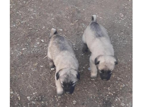 Orjinal Sivas Kangalı