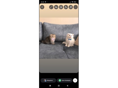 British Longhair Bebeklerim Yuva Arıyor