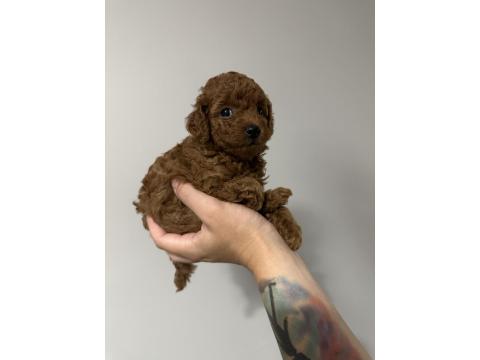 Safkan Toy Poodle Yavrularımız