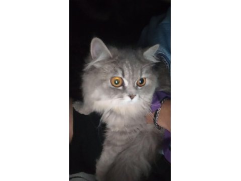 İran Ve British Melezi Sevimli Kızımızı Kalıcı Ev Arıyoruz