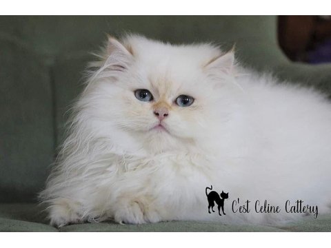 British Longhair Golden Point Safkan Yavru