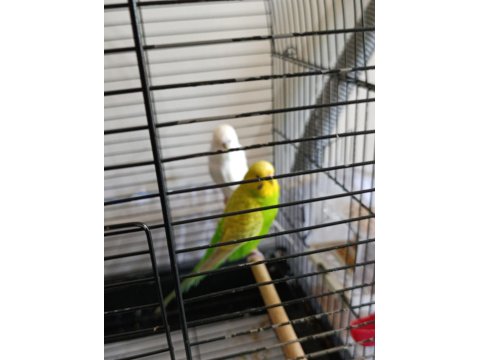 Çift Muhabbet Kuşu