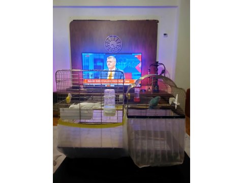 6 İle 8 Aylık Kar Beyazı Sultan Papağanı