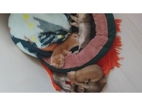 British Shorthair Kedisi Yavrular