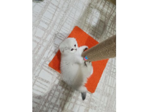 0 Kulak Silver Renk Scottish Fold Erkek Yavru