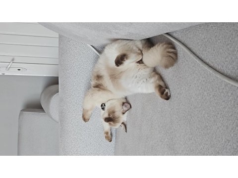 British Shorthair Çikolata Point