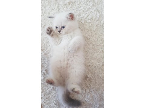 British Shorthair Sağlıklı Eğitimli Yavrular Yeni Yuvasını Arıyor