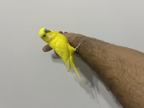 Çok Alışkın Konuşan Elden Koldan İnmez Muhabbet Kuşu