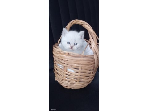 Mavi Göz Kedimiz Sahiplendirilir