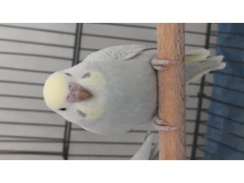 Yavru Ele Alıştırmalık Rainbow Muhabbet Kuşu