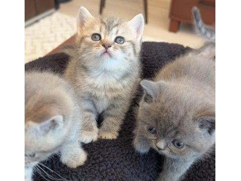 Lnxn Point British Shorthair Yavrular