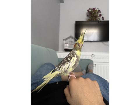 Eli Alışık Takım Sultan Papağanları