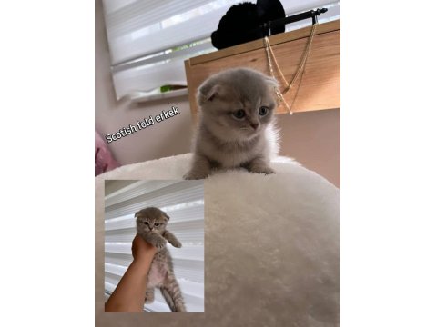 Scottish Fold Ve Scottish Straight