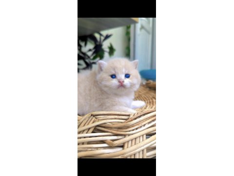 Lilac Golden British Shorthair