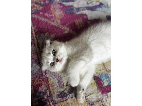 Scottish Fold Boncuğumuza Yuva Arıyoruz