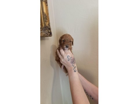 Harika Poodle Minikler