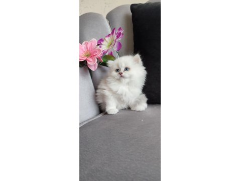 Maviş British Longhair Prens