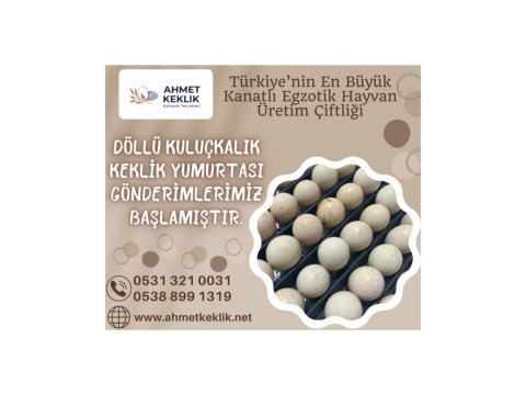 Kuluçkalık Keklik Yumurtası