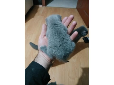 Safkan Scottish Fold Yavruları