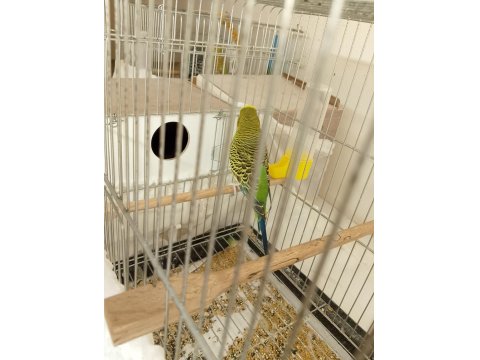 Yumurtalı Çift Sağlam Kan Muhabbet Kuşu