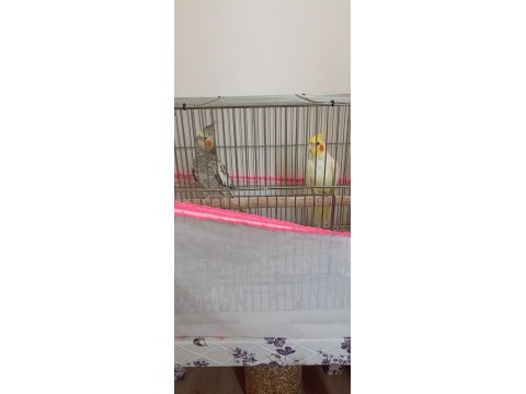 2 Yaşında Çift Sultan Papağanı