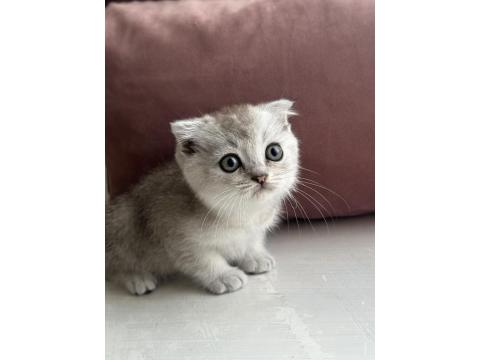 Scottish British Yavrular