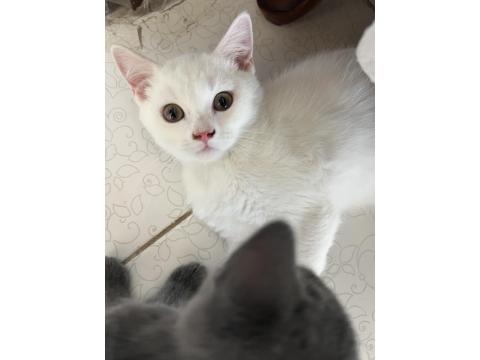 British Beyaz Erkek Kedimiz