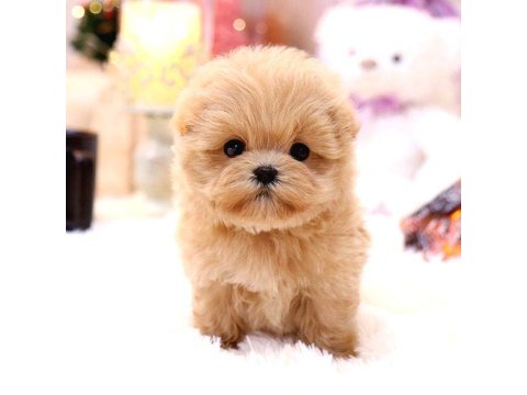 Maltipoo Bebekler Yeni Yuvalarına Hazır