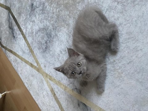 Yavru British Shorthair Kedisi