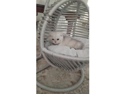 60 Günlük Scottish Fold Bebiş