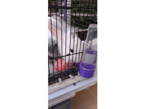 On Aylık Erkek Evcil Tavşan Kafesi Tüm Malzemeleri Vardır. Çift Katlı Kafes 3 Parça