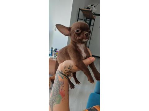 2.5 Aylık Erkek Çikolata Bebek Chihuahua
