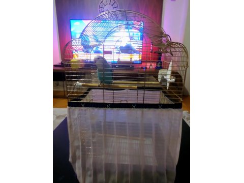 6 İle 8 Aylık Kar Beyazı Sultan Papağanı